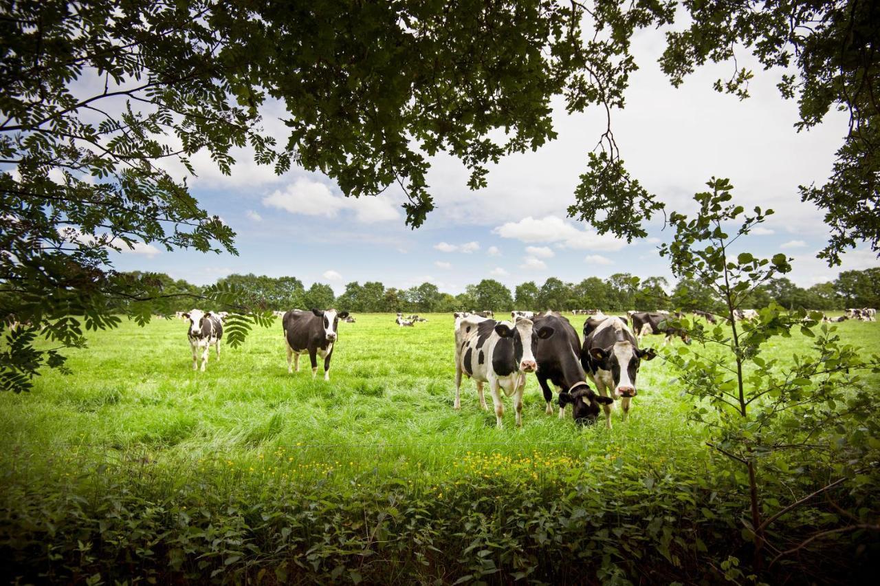Countryside Eco Natuurhuisjes Эе Экстерьер фото
