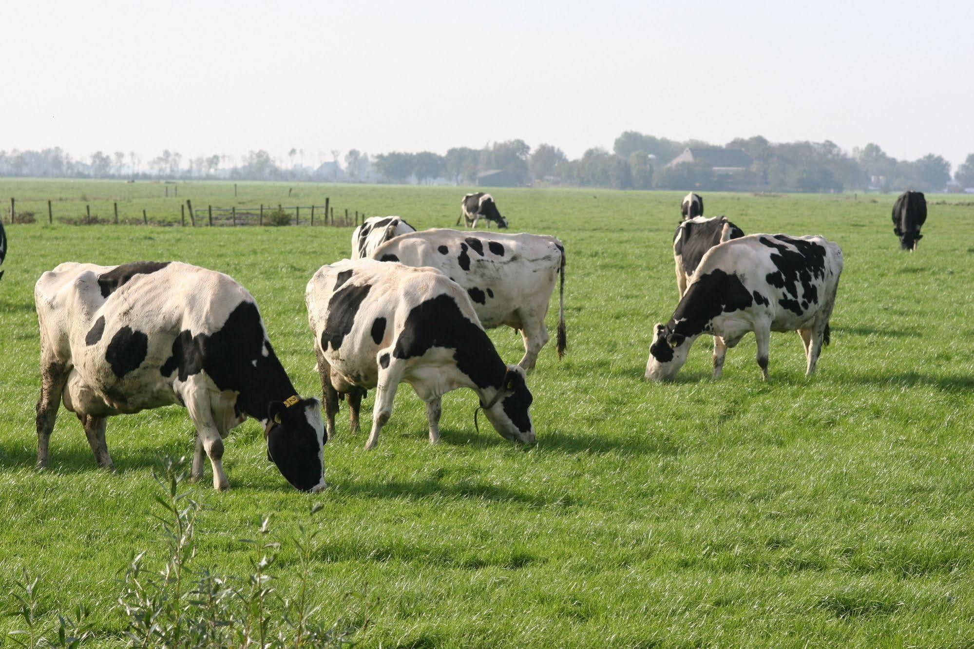 Countryside Eco Natuurhuisjes Эе Экстерьер фото